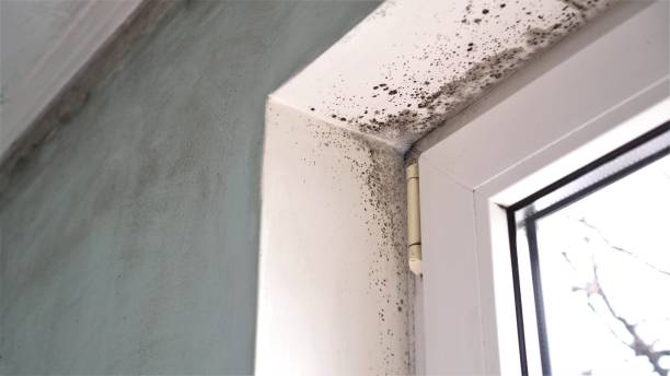 Best Water Damage & Mold Remediation  in Mill Valley, CA