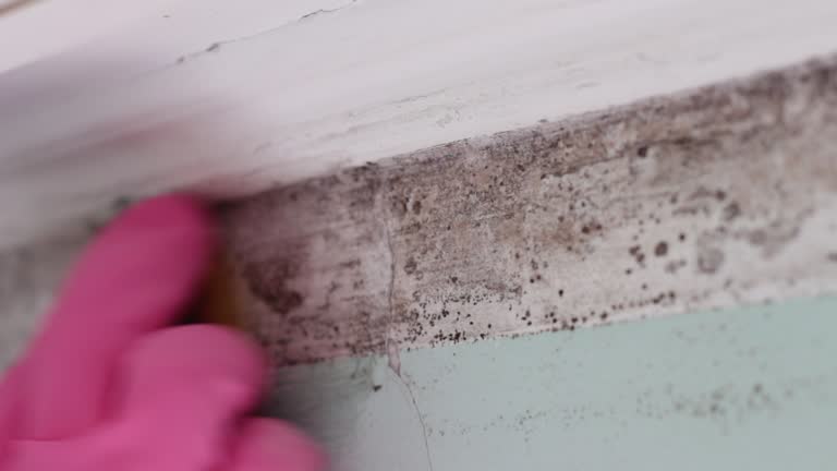 Trusted Mill Valley, CA Mold Removal Experts